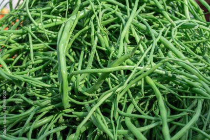 Radish Pods/ Moongray